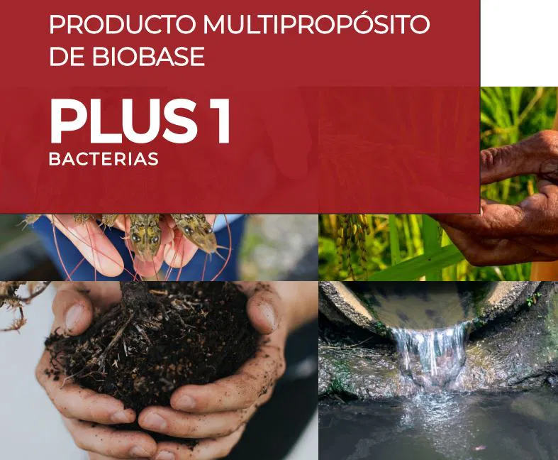 Bacteria Plus 1